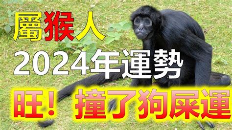 屬猴子|屬猴人2024年運勢早知道 十二生肖屬猴人2024年運勢。